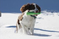 doggy daycare in park city