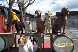 doggy daycare in park city utah