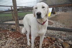 doggy daycare in park city