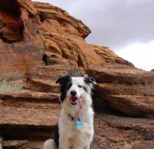 dangers to dogs hiking in utah