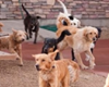 pet daycare in deer valley utah