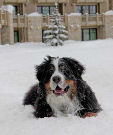 dogs in deer valley utah